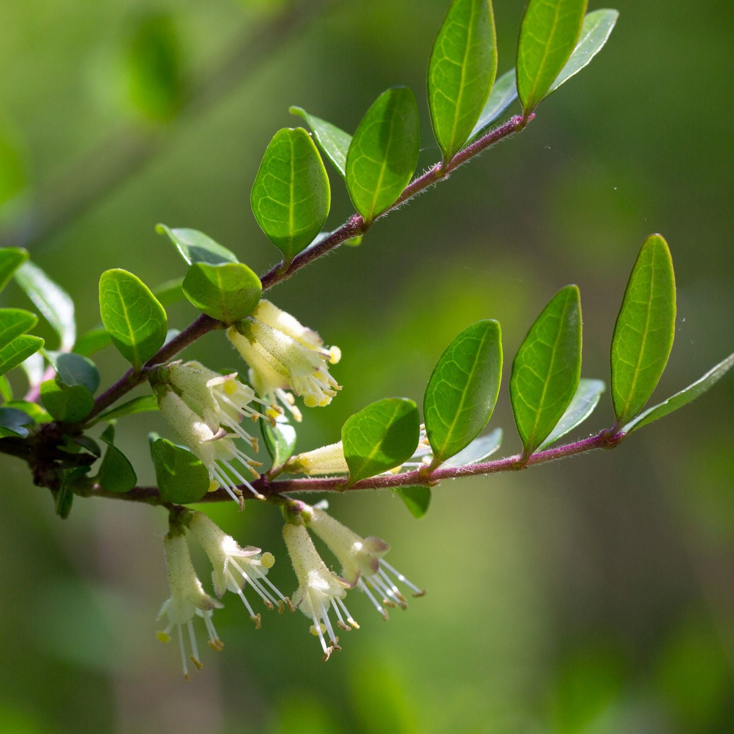 Lonicera pileata