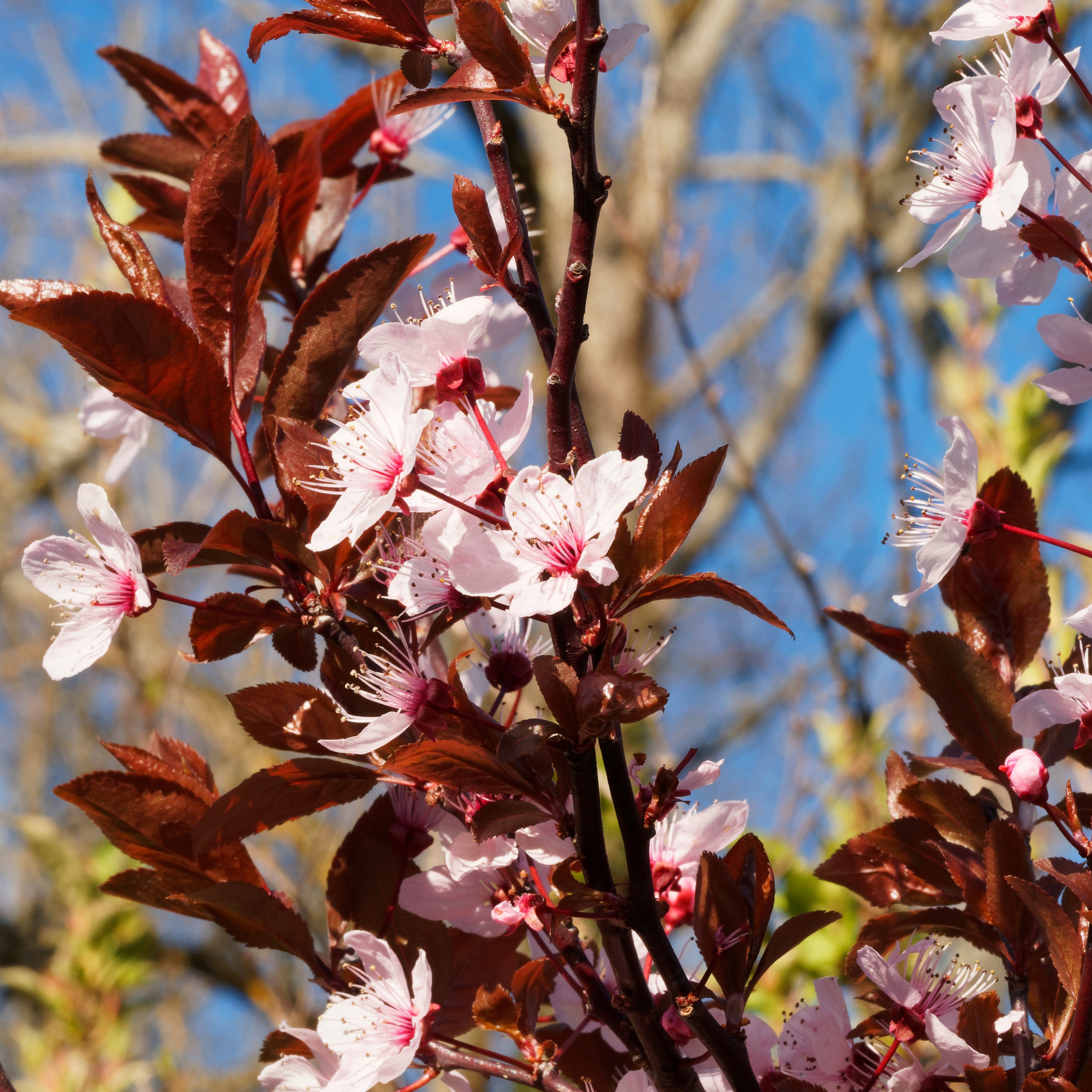Dunkles Geheimnis Im Garten Entdecken Sie Die Magie Der Prunus Cerasifera Nigra