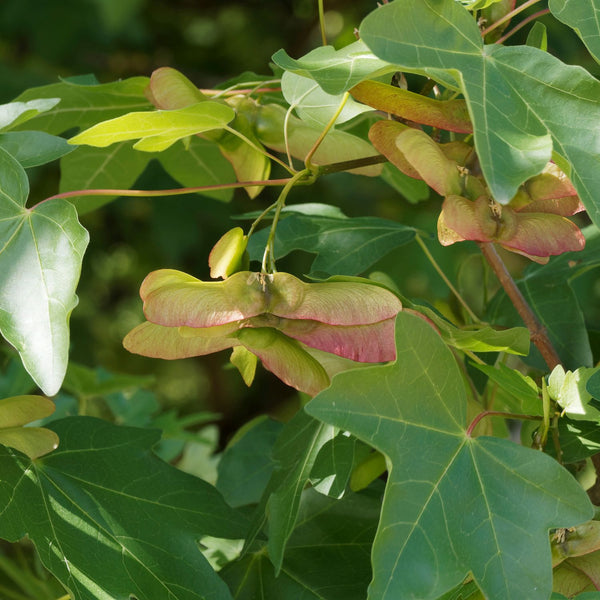 Acer camprestre 'Globosum' - Kugel-Feldahorn