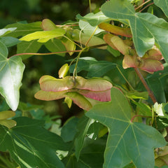 Acer campestre  -  Feldahorn