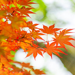 Acer freemanii 'Autum Blaze' - Herbst-Flammen-Ahorn