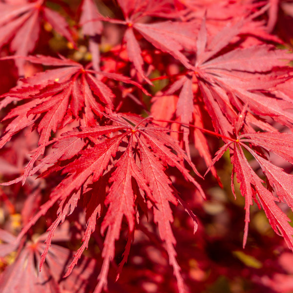 Acer palmatum 'Inaba-shidare' - Roter Fächer-Ahorn 'Inaba-shidare'