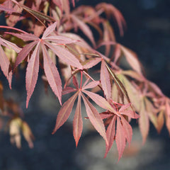 Acer palmatum 'Skeeter's Broom' - Roter Fächer-Ahorn 'Skeeter's Broom'