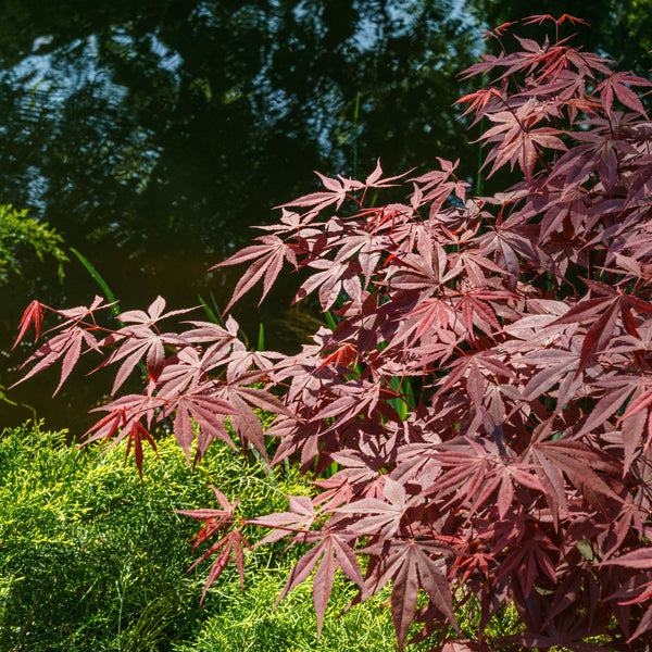 Acer palmatum  'Atropurpureum' - Roter Fächer-Ahorn 'Atropurpureum'