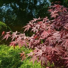 Acer palmatum  'Atropurpureum' - Roter Fächer-Ahorn 'Atropurpureum'