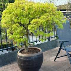 Acer palmatum 'Dissectum Garnet' - Dunkelroter Schlitz-Ahorn 'Dissectum Garnet'