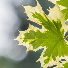 Acer platanoides 'Drummondii' - Weißbunter Spitz-Ahorn 'Drummondii'