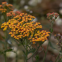 Achillea filipendulina 'Feuerland' - Schafgarbe