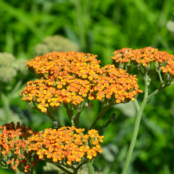 Achillea millefolium 'Terracotta' - Schafgarbe