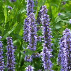 Agastache rugosa 'Blue Fortune' - Duftnessel