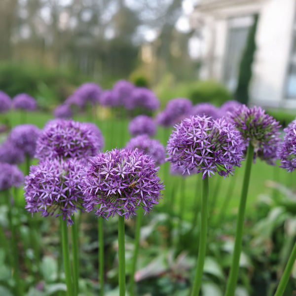 Blumenzwiebeln – Diverse Arten und Sorten