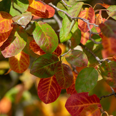 Amelanchier lamarckii - Kupfer-Felsenbirne