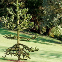 Araucaria araucana - Chilenische Schmucktanne