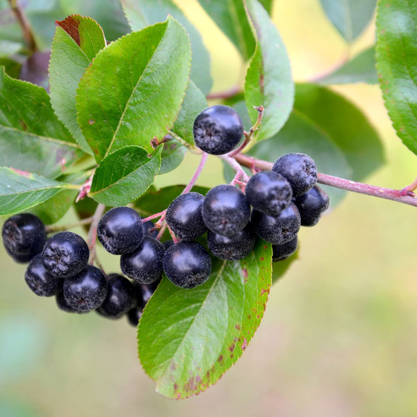 Aronia melanocarpa 'Viking' - Apfelbeere / Aronia 'Viking'