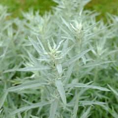 Artemisia ludoviciana 'Silver Queen' - Eberraute