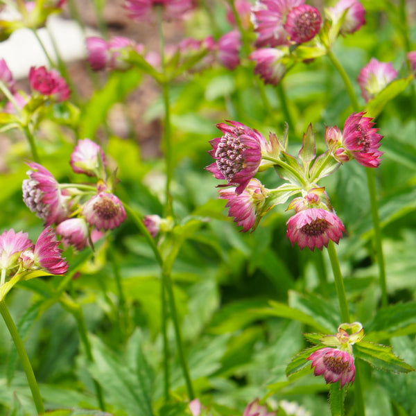 Astrantia major 'Ruby Cloud' - Sterndolde