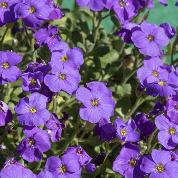 Aubrieta × cultorum 'Hamburger Stadtpark' - Blaukissen