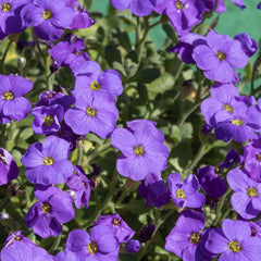 Aubrieta × cultorum 'Hamburger Stadtpark' - Blaukissen