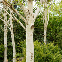 Betula utilis - Himalaya-Birke