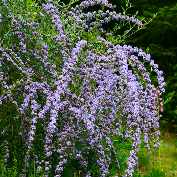 Buddleja alternifolia - Hänge-Sommerflieder