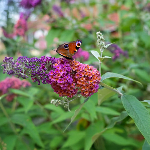 Buddleja davidii 'Flower Power' - Sommerflieder 'Flower Power'
