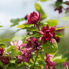 Calycanthus floridus 'Aphrodite' - Gewürzstrauch 'Aphrodite'