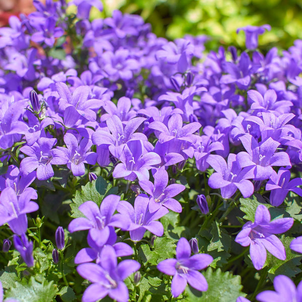 Campanula portenschlagiana - Dalmatiner Glockenblume