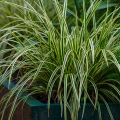Carex morrowii 'Silberstreif' - Palmwedel-Segge 'Silbrestreif'