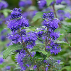 Caryopteris x clandonensis 'Blauer Spatz' - Bartblume 'Blauer Spatz'