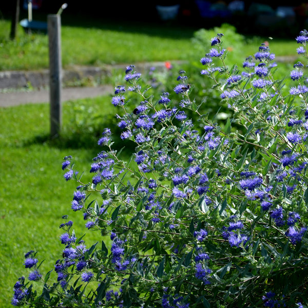 Caryopteris x clandonensis 'Heavenly Blue' - Bartblume 'Heavenly Blue'