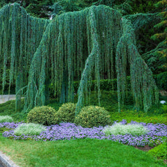 Cedrus atlantica 'Glauca Pendula' - Hängende Blauzeder 'Glauca Pendula'