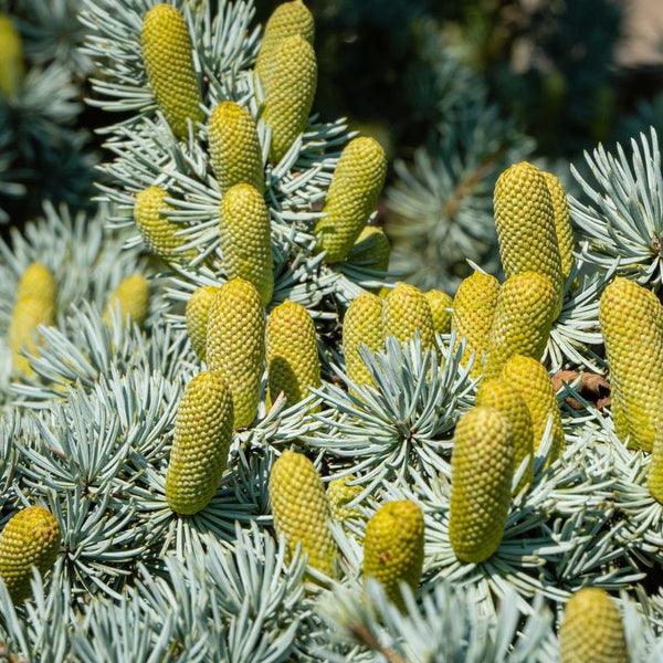 Cedrus atlantica 'Glauca' - Blaue Atlas-Zeder 'Glauca'