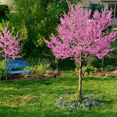 Cercis canadensis 'Forest Pansy' - Kanadischer Judasbaum