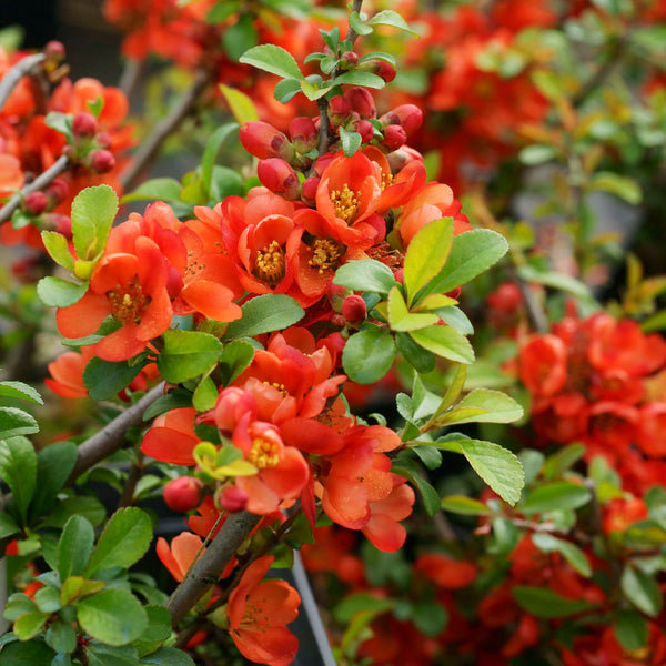 Chaenomeles Hybr.  'Cido' - Zierquitte 'Cido'
