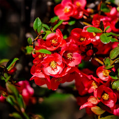 Chaenomeles Hybr.  'Nicoline' - Zierquitte 'Nicoline'