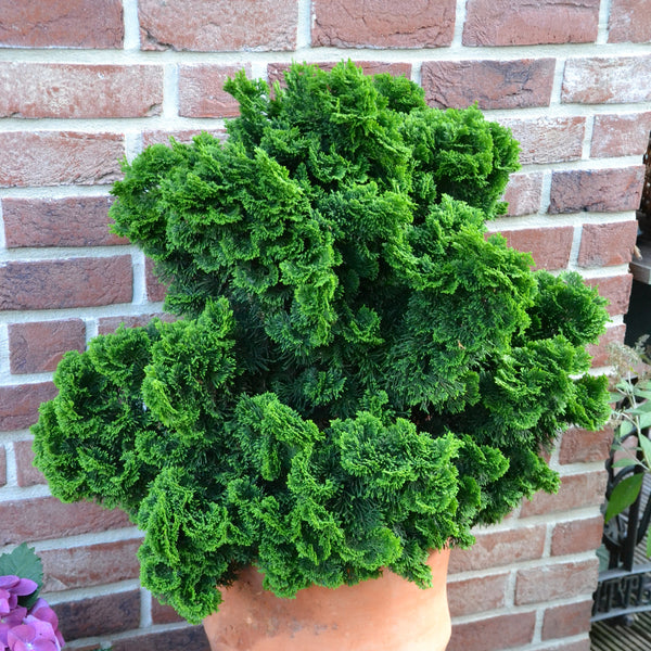 Chamaecyparis obtusa  'Nana Gracilis' - Zwerg-Muschel-Zypresse