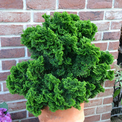 Chamaecyparis obtusa  'Nana Gracilis' - Zwerg-Muschel-Zypresse