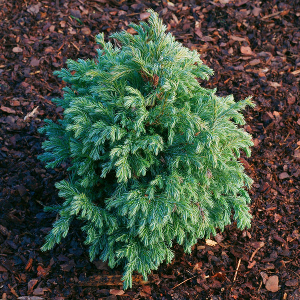 Chamaecyparis pisifera 'Baby Blue' - Blaue Zwergzypresse