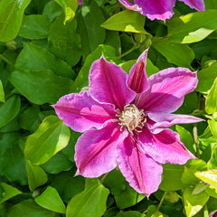 Clematis Hybride 'Dr. Ruppel' - Waldrebe 'Dr. Ruppel'