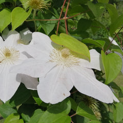 Clematis Hybride 'Madame le Coultre' - Waldrebe 'Madame le Coultre'