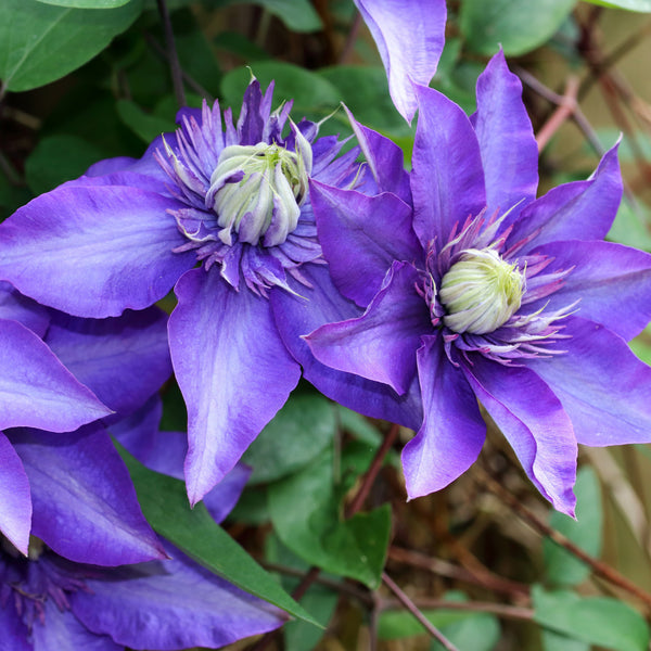 Clematis Hybride 'Multi Blue' - Waldrebe 'Multi Blue'