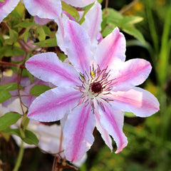Clematis Hybride 'Nelly Moser' - Waldrebe 'Nelly Moser'