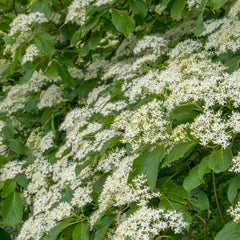 Cornus controversa 'Pagoda' - Etagen-Hartriegel 'Pagoda'
