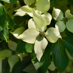 Cornus kousa 'Roberts Select' - Japanischer Blumen-Hartriegel 'Roberts Select'