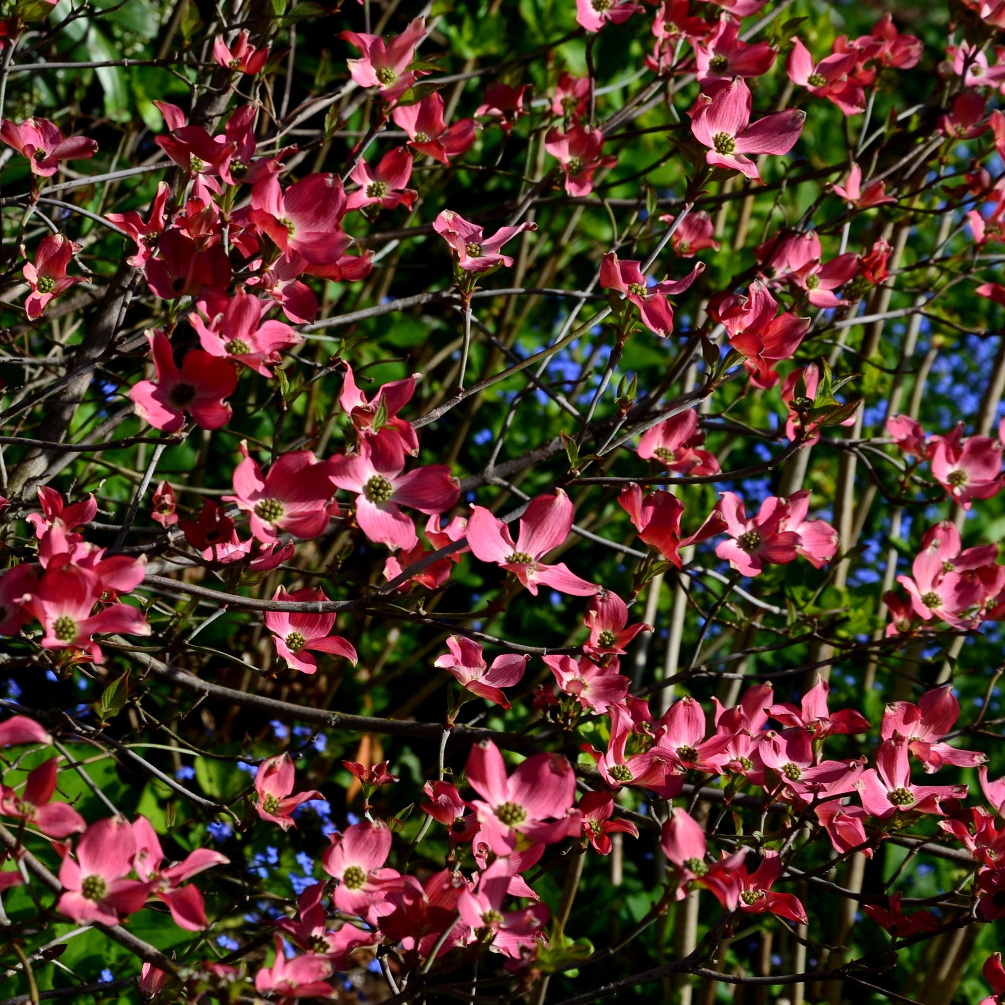 cornus-kousa-scarlet-fire-chinesischer-blumen-hasrtriegel-scarlet