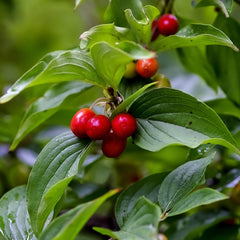 Cornus mas - Kornelkirsche