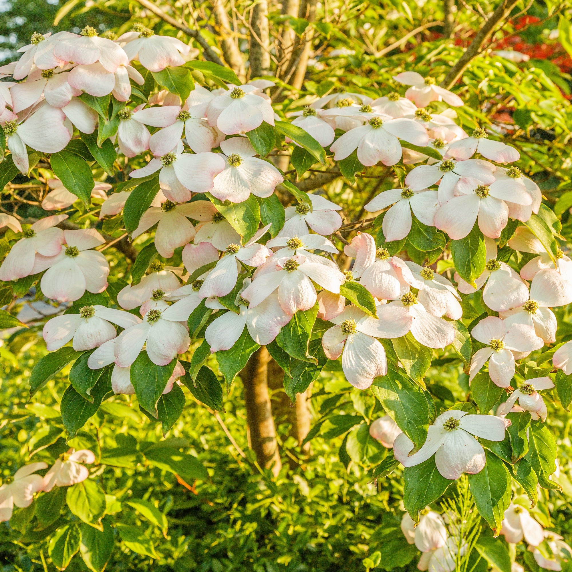 Cornus kousa 'Rutgan Stellar Pink' - Japanischer Blumen-Hartriegel 'Ru ...