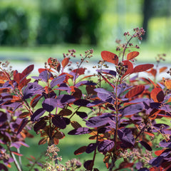 Cotinus coggygria  'Royal Purple' - Roter Perückenstrauch 'Royal Purple'