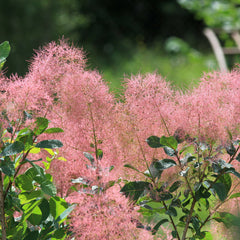 Cotinus coggygria  'Smokey Joe' - Grüner Perückenstrauh 'Smokey Joe'