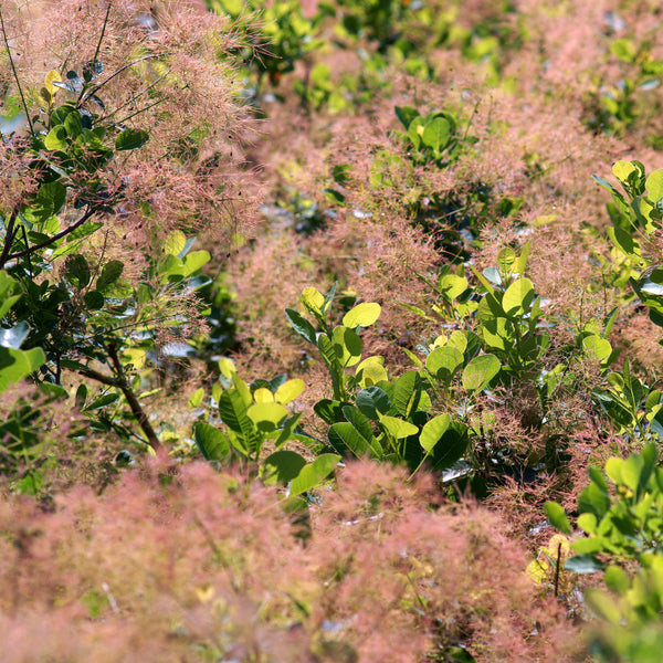 Cotinus coggygria  'Young Lady' - Grüner Zwerg-Perückenstrauch 'Young Lady'